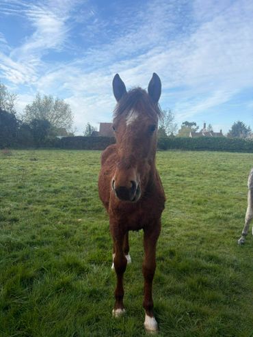 A brown horse standing on green grass under a blue sky.
