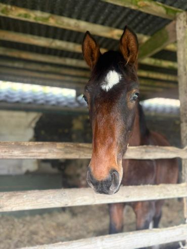 A brown horse with a white star on its forehead inside a stable.
