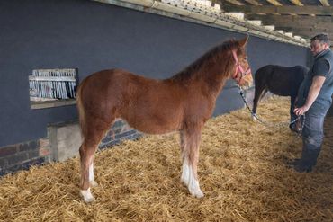 A young brown foal stands on straw bedding inside a stable with a man nearby.