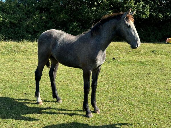 foal previously bred