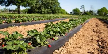 Strawberry plants growing in rows on a farm.