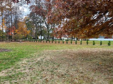 A backyard with a patchy lawn and autumn trees with colorful leaves.