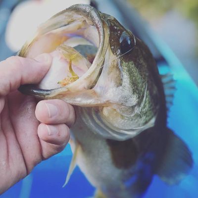 Florida Bass Fishing