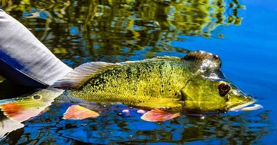 Florida Peacock Bass Fishing