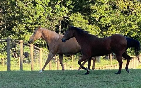 senior horses in pasture at Facowee Farms