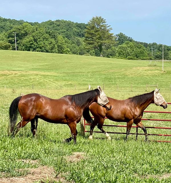 Fly masks on horses in pasture at Facowee Farms