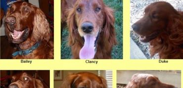 Six photos of golden retriever dogs with names labeled: Bailey, Clancy, Duke.
