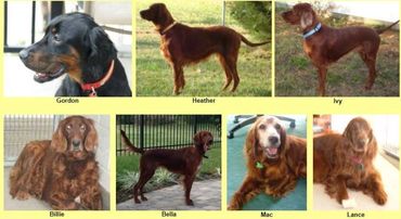 Seven Irish Setters in different poses and settings.