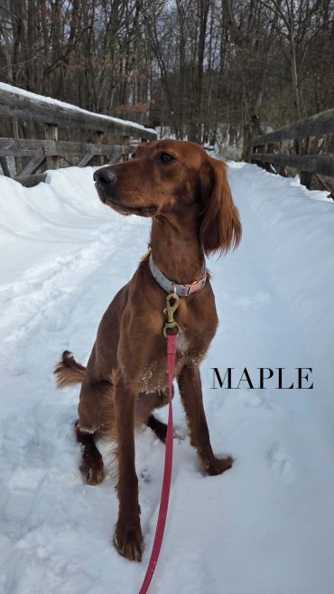 Brown dog sitting on snowy path.