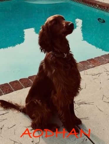 Brown dog sitting by swimming pool.