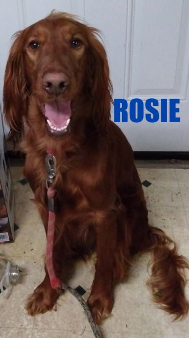 Happy dog named Rosie sitting indoors.