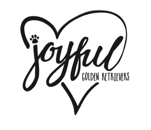 Joyful Golden Retrievers