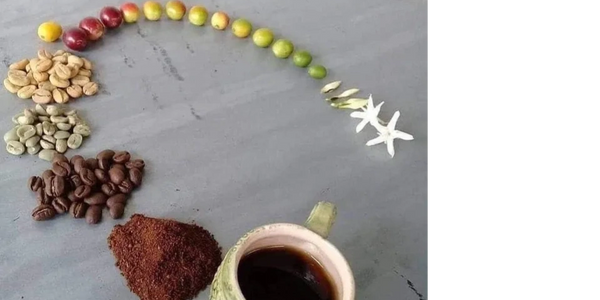 Process of coffee from flower to cup