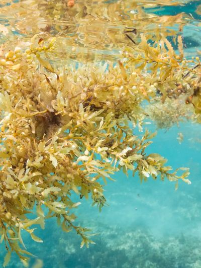 Sargassum