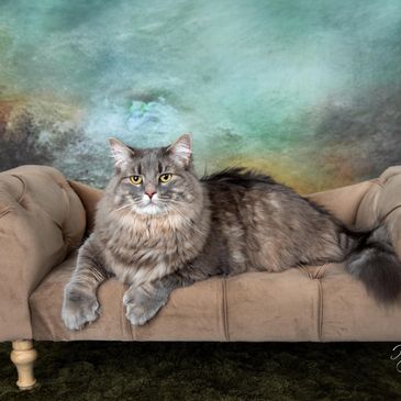 Fluffy gray cat lounging on a beige sofa.