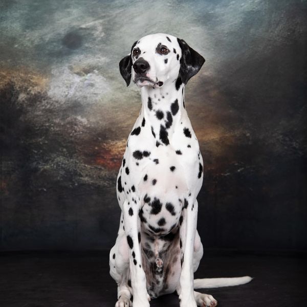A Dalmatian dog sitting against a dark, textured background.