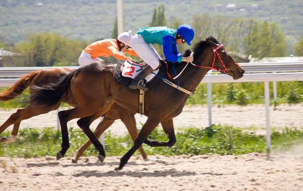Lasso Equine Name Catcher