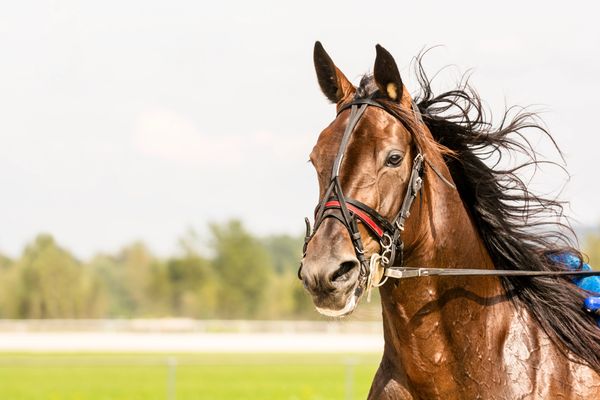 Lasso Equine Name Catcher