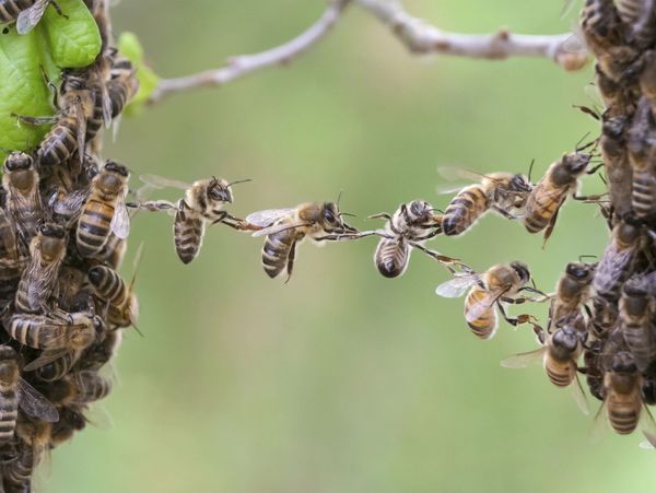 Bees working Together