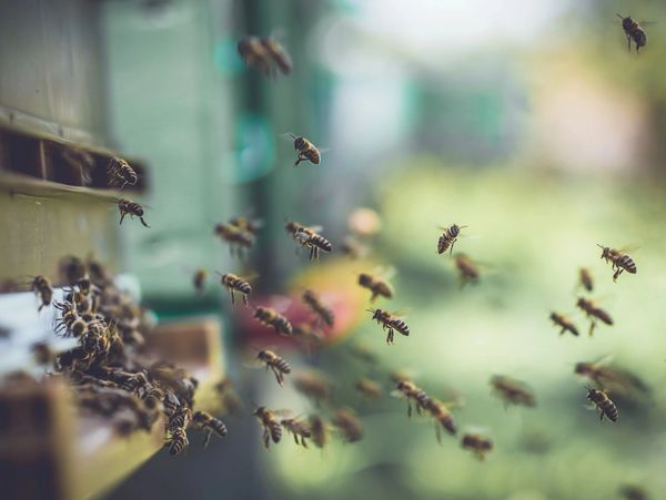 Bees Working Together