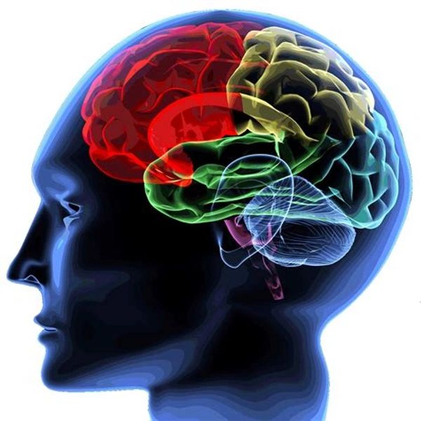 Colored brain regions highlighted within a human head silhouette.