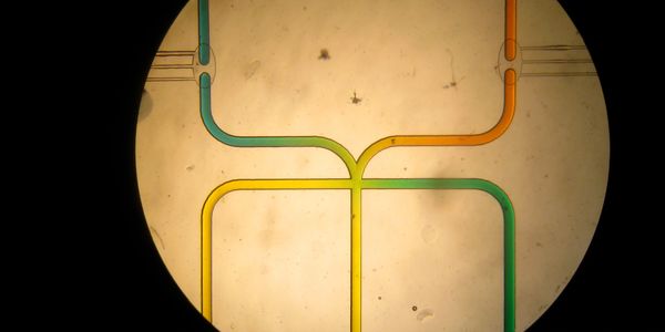 Picture of 4 microfluidic channels merging into one.