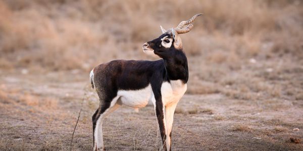 A black and white antelope with twisted horns stands in dry grass.