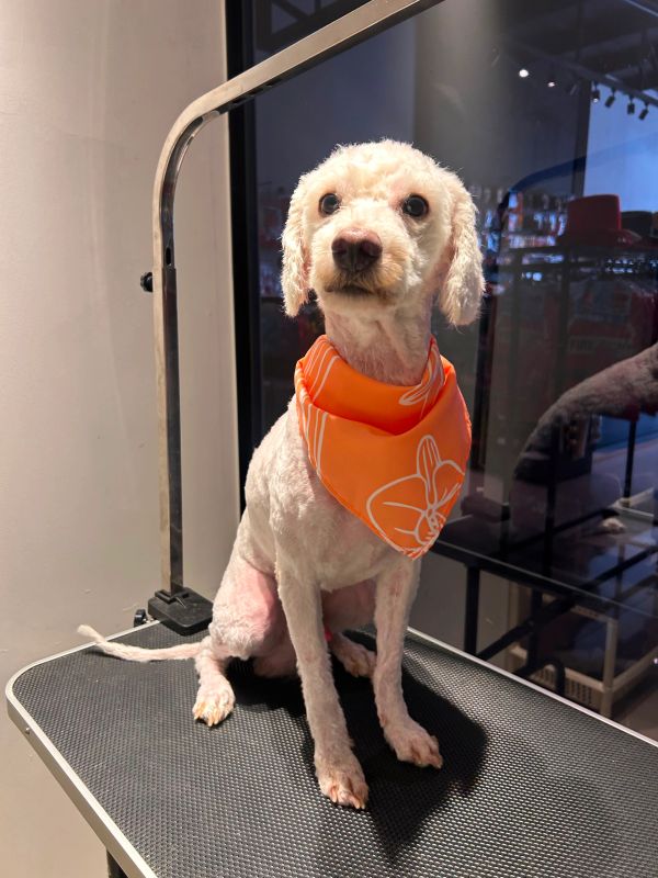 Perro pequeño con pañuelo naranja sentado.