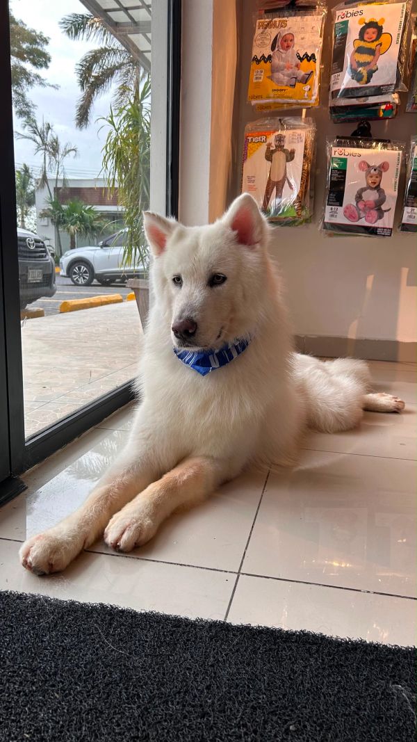 Perro blanco acostado junto a la ventana con pañuelo azul.