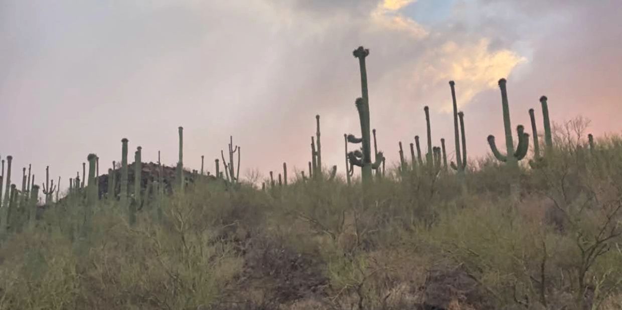 A desert landscape with tall cacti under a cloudy sky at sunset.