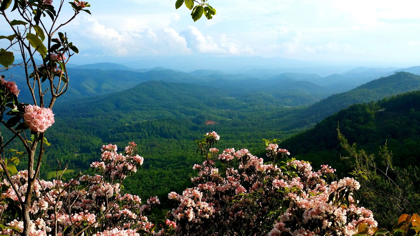 Pink flowers frame a vast green mountainous landscape under a cloudy sky.