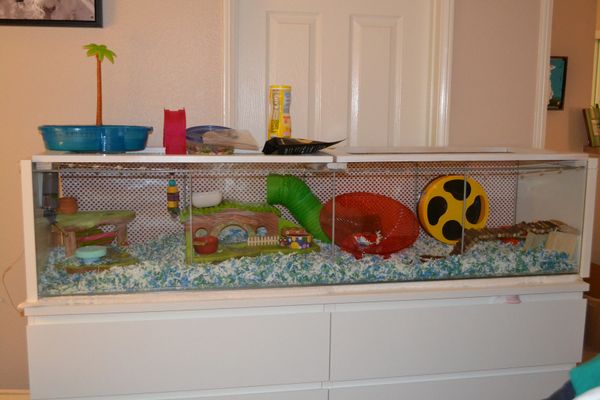 Ikea detolf hamster lid online