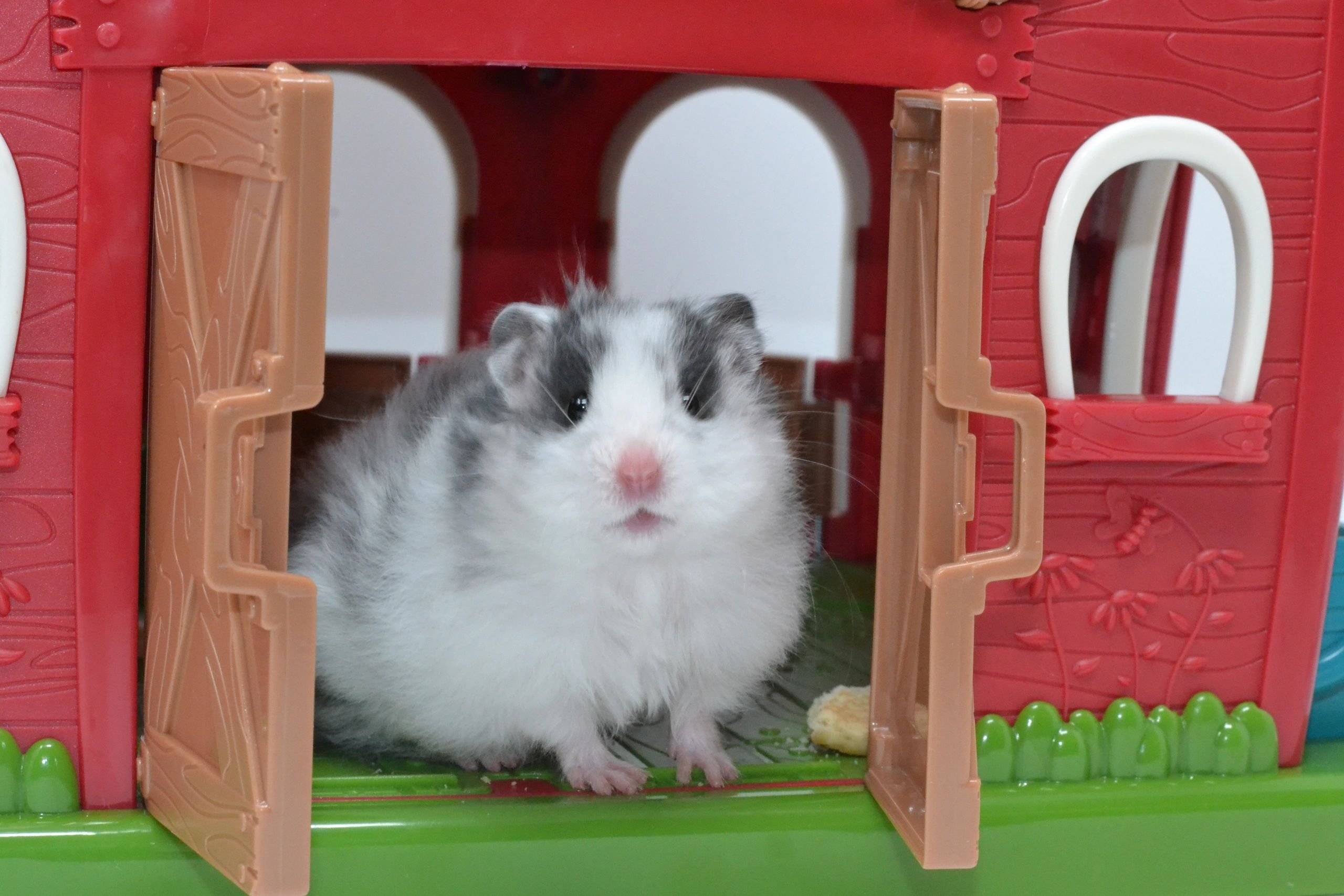 Hamster Breeder Cheeks and Squeaks Hamsters