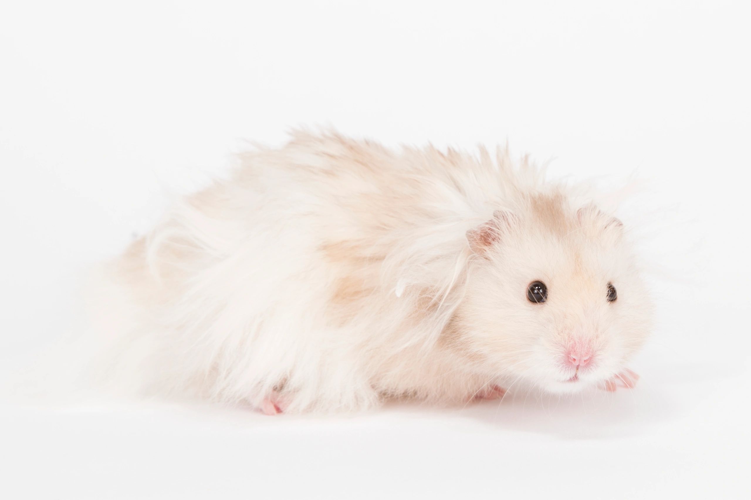 cheeky hamster for sale