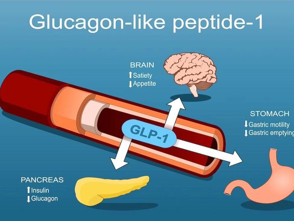 How GLP-1s contribute to weight loss