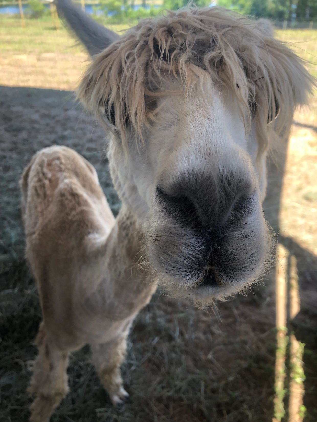 Suri alpaca looking cute with a close up picture!