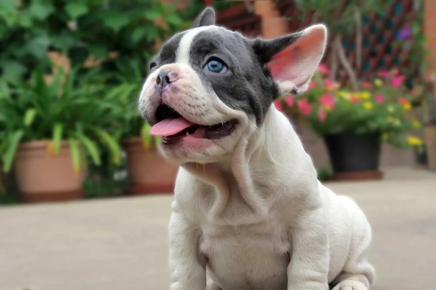 French Bulldog For Sale in Thailand