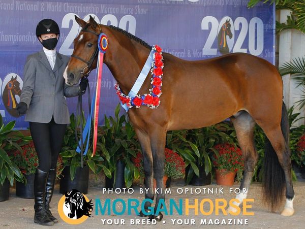 Morgan Horse Club of Texas