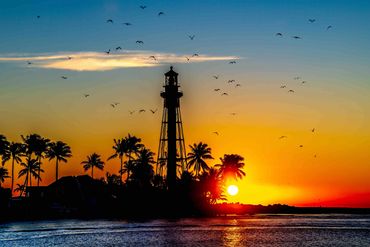 Birds In Flight