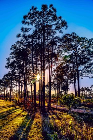 Peeking Thru The Trees