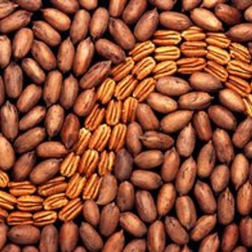 A swirl of pecans arranged among cocoa beans.