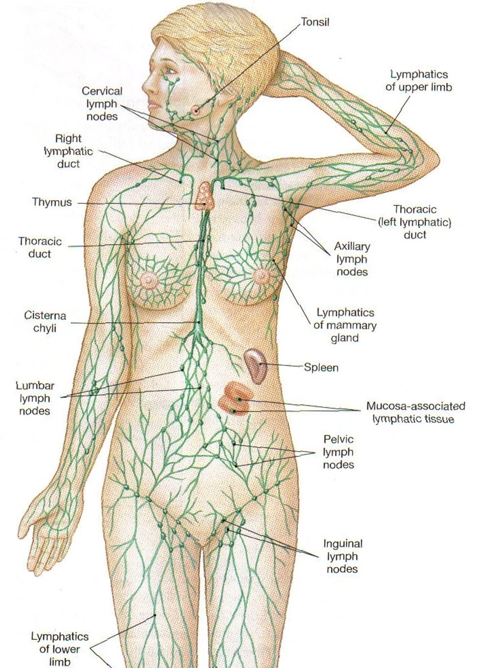 Lymphatic System - 
An overview of the lymphatic vessels, lymph nodes, and lymphoid organs.