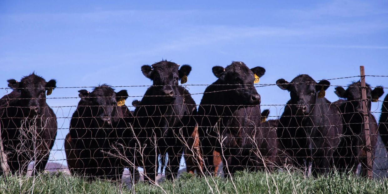 Black cows behind barbed wire fence on a sunny day.