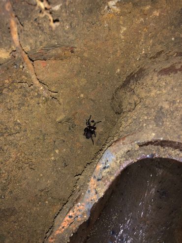 Funnel web spider found during a drainage excavation. Yikes!