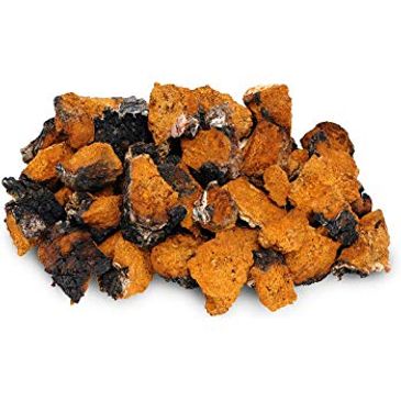 Dried Chunks of Wild Chaga Mushroom