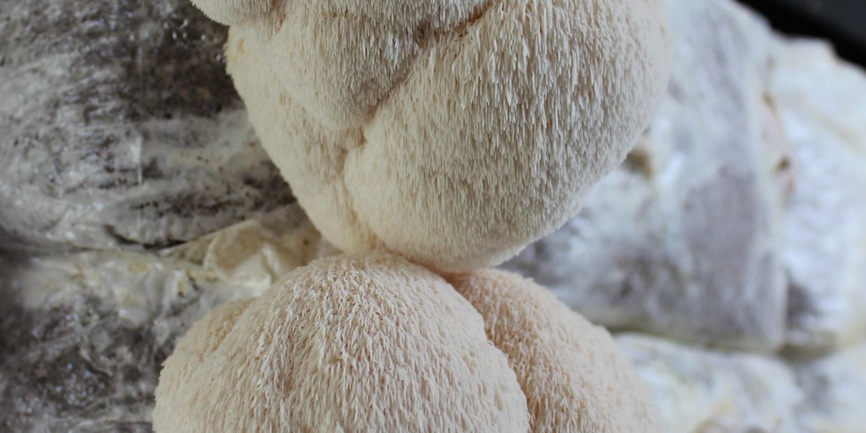 Lions Mane Pom Pom Blanc Mushroom Closeup