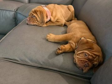 Two mastiff puppies resting on a gray couch.