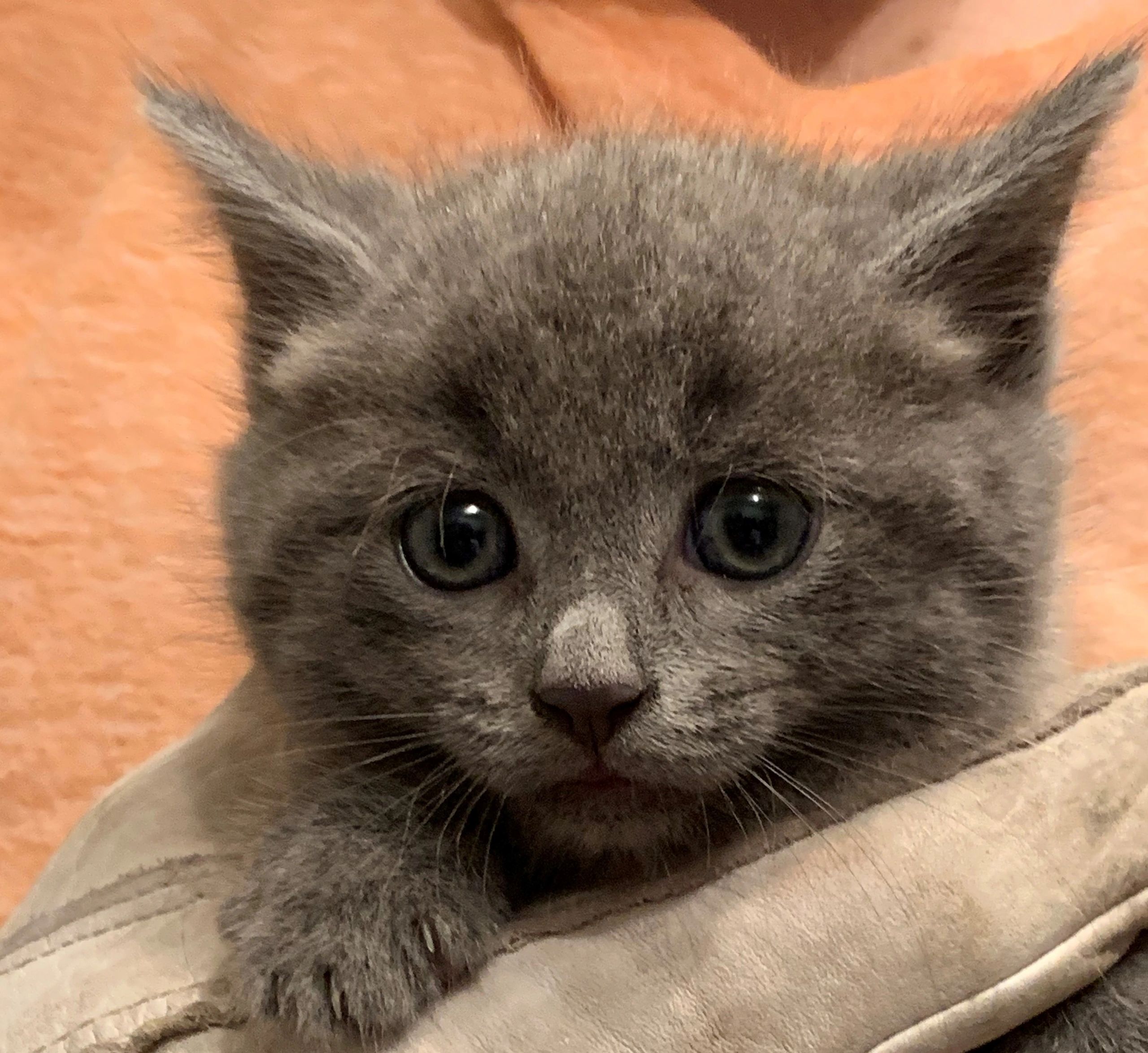 Kittens Available Near Me For A New Pet Wild Kittens Available Near Me For A New Pet Wild