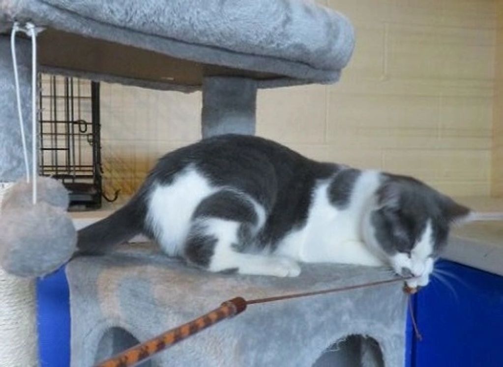 A spotted black and white cat on top of a box.