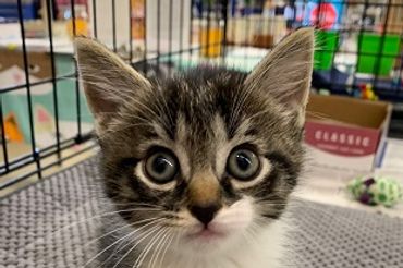 A small tabby kitten peering out of a cage.